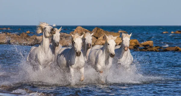 Лошади скачут по морю — стоковое фото