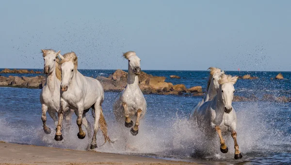 Caballos galopando a lo largo del mar — Foto de Stock