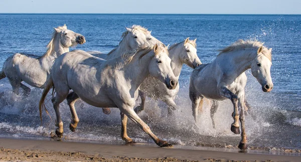 Cavalos galopando ao longo do mar — Fotografia de Stock