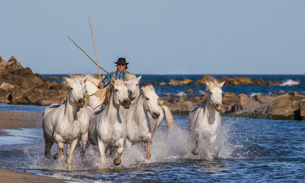 Herd of White Camargue Horses — Stock Photo, Image
