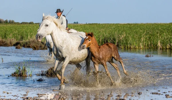 Camargský kůň s mládě běh — Stock fotografie