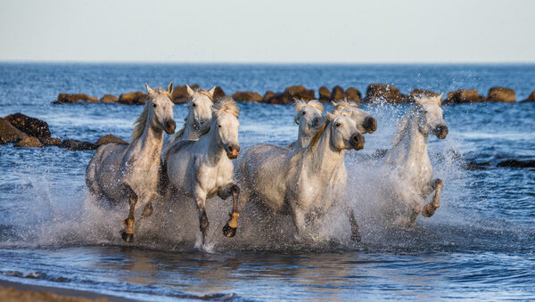 Horses galloping along the sea