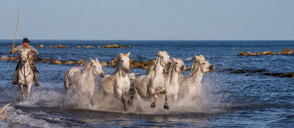 Besättningen av vita Camargue hästar — Stockfoto