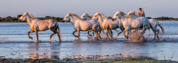 Herd of White Camargue Cavalos — Fotografia de Stock