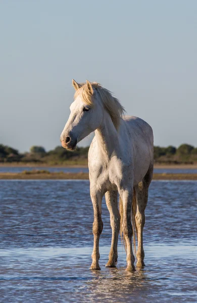 Λευκό camargue άλογο — Φωτογραφία Αρχείου