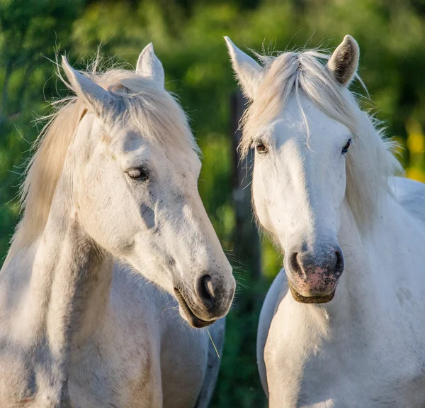 Porträtt av två vita hästar — Stockfoto