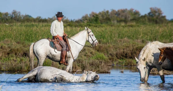 Sürücü ATI sıyrık üzerinde Camargue ATI — Stok fotoğraf