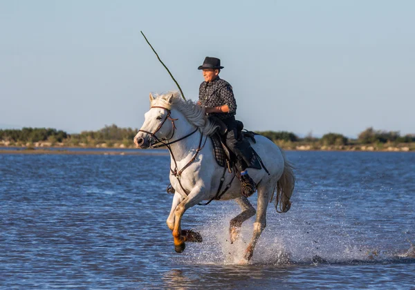 Jezdec na koni Camargue — Stock fotografie