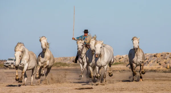 Stado koni Camargue biały — Zdjęcie stockowe