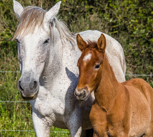 Madre caballo blanco con bebé —  Fotos de Stock