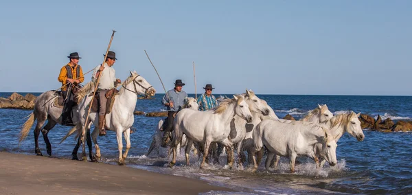 Stádo koní bílých Camargue — Stock fotografie