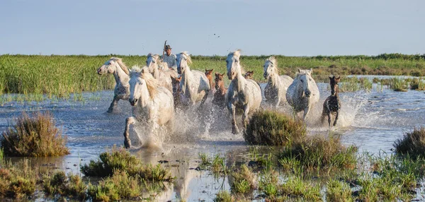 Herde weißer Camargue-Pferde — Stockfoto