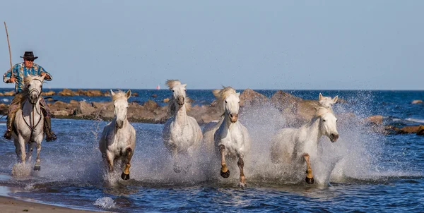 カマルグの白い馬の群れ — ストック写真