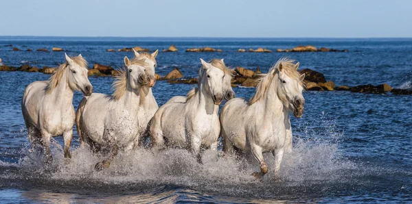 Caballos galopando a lo largo del mar — Foto de Stock