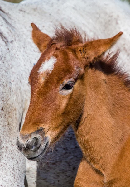 Dítě Camargský kůň — Stock fotografie