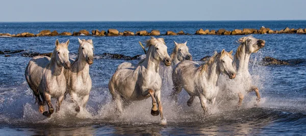 Pferde galoppieren am Meer entlang — Stockfoto