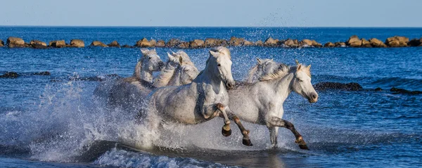 Άλογα που καλπάζουν κατά μήκος της θάλασσας — Φωτογραφία Αρχείου