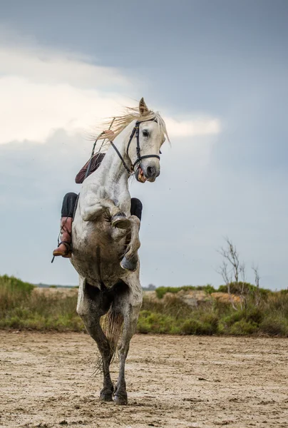 Krásná žena, jízdy na koni — Stock fotografie
