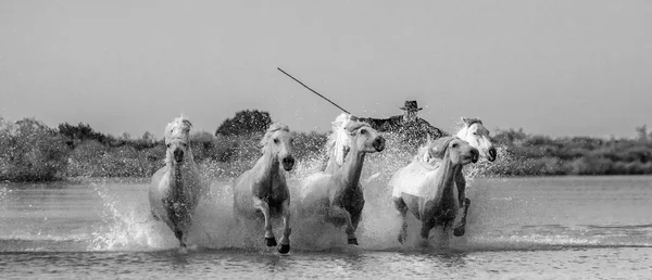 カマルグの白い馬の群れ — ストック写真