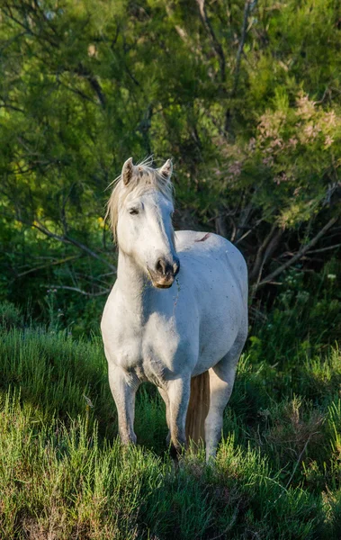 White Camargue Horse — Stock Photo, Image