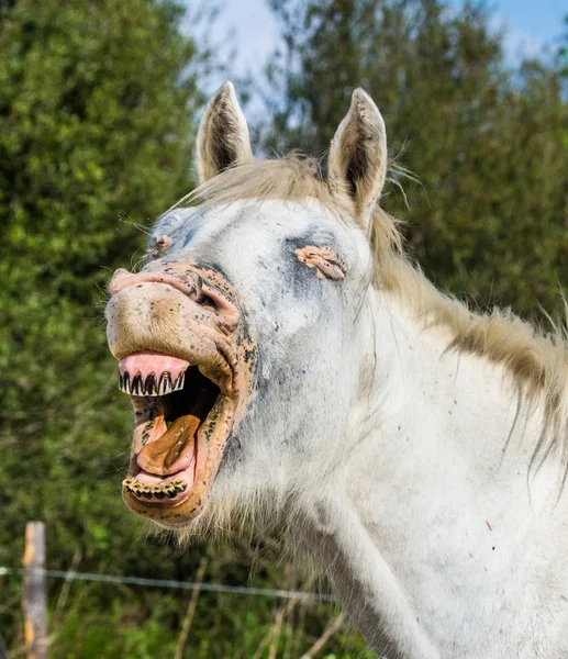 Portret van witte grappige paard — Stockfoto