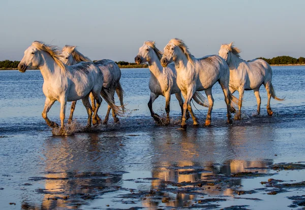 Bílá camargue koně — Stock fotografie