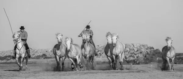 Koni camargue biały — Zdjęcie stockowe