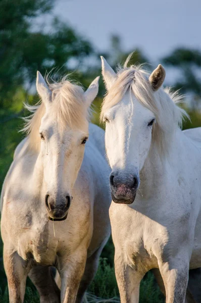 Portrait of two white horses — Stock Photo, Image