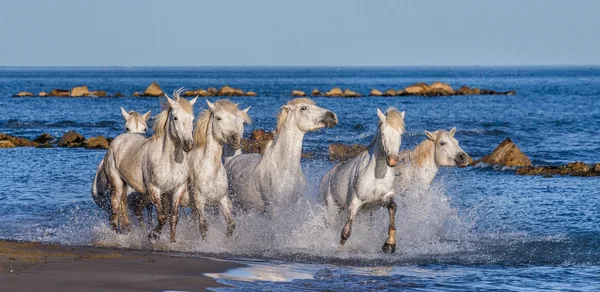 Caballos galopando a lo largo del mar —  Fotos de Stock