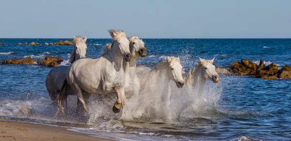 Caballos camargue blancos — Foto de Stock