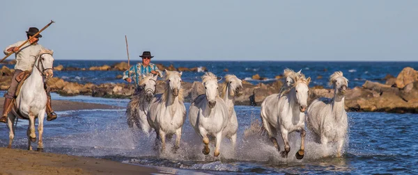 カマルグの白い馬の群れ — ストック写真