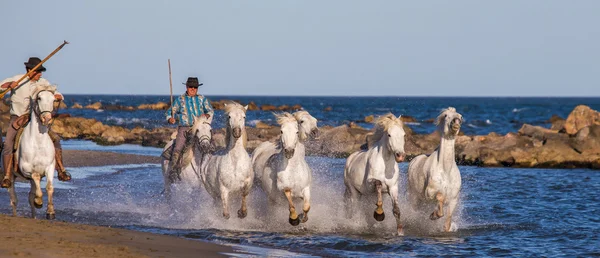 Mandria di cavalli bianchi Camargue — Foto Stock