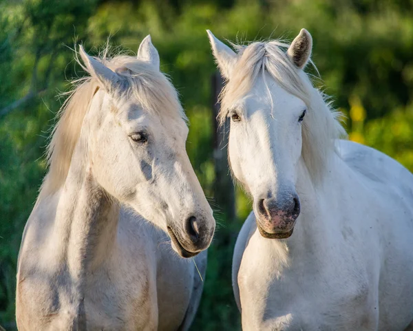 Porträt von zwei weißen Pferden — Stockfoto