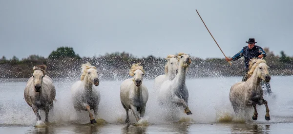 カマルグの白い馬の群れ — ストック写真