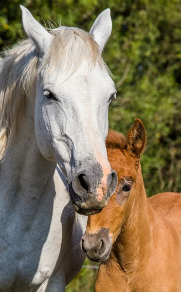 Mãe cavalo branco com bebê — Fotografia de Stock