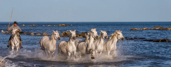 Herd of White Camargue Cavalos — Fotografia de Stock