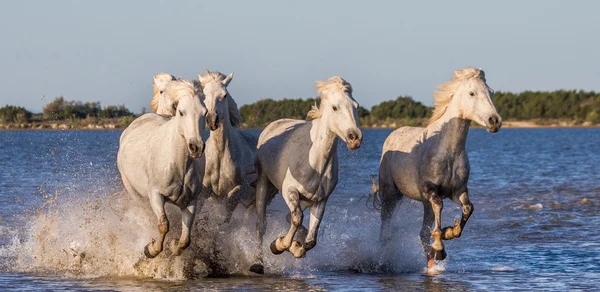 Galloping white horses — Stock Photo, Image