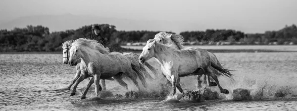 Herd of White Camargue Horses — Stock Photo, Image