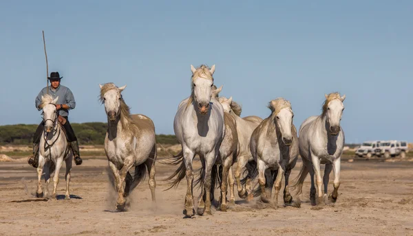 Stado koni Camargue biały — Zdjęcie stockowe