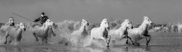 Herd of White Camargue Cavalos — Fotografia de Stock