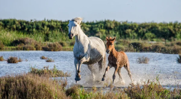 Camargue άλογο με cub τρέχει — Φωτογραφία Αρχείου