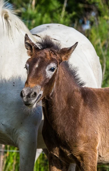 Κοντινό πλάνο με πορτρέτο του άλογο μωρών — Φωτογραφία Αρχείου