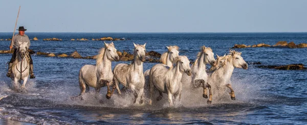 Stádo koní bílých Camargue — Stock fotografie