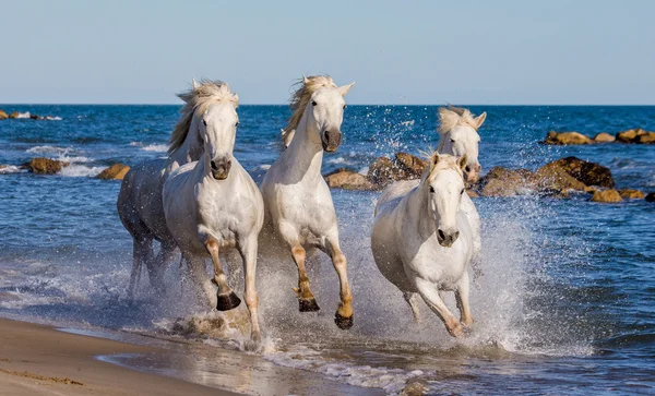 Chevaux galopant le long de la mer — Photo