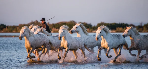 カマルグの白い馬の群れ — ストック写真