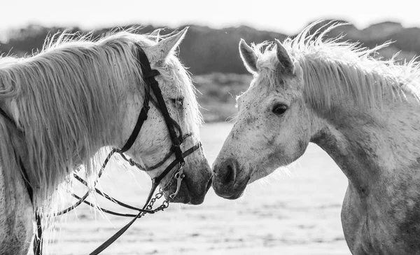 Portrait of two white horses