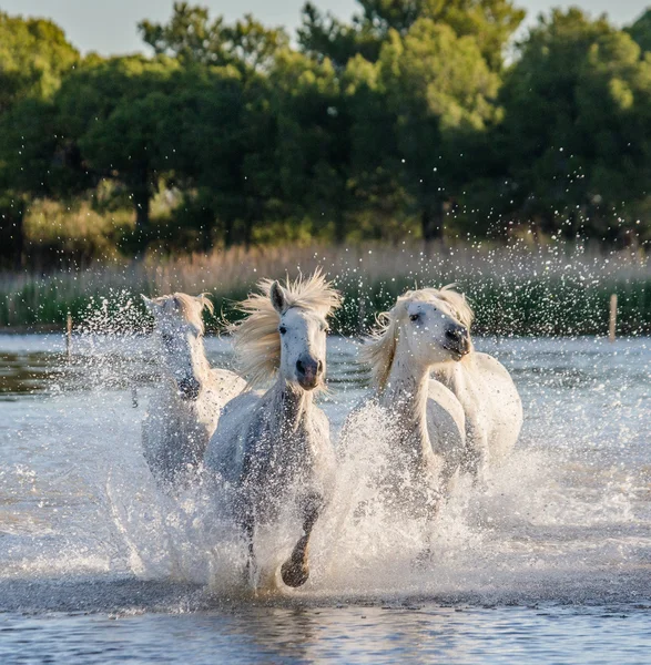 Caballos camargue blancos — Foto de Stock