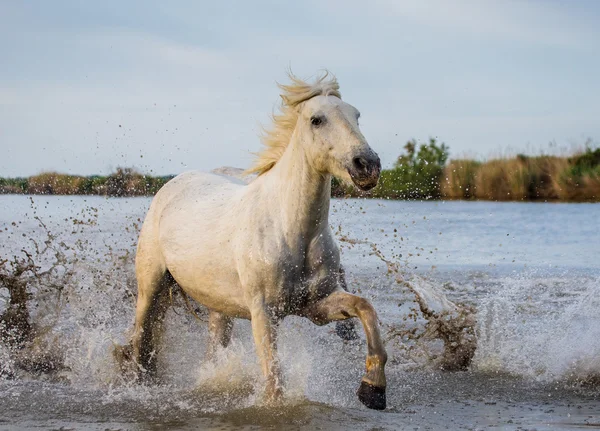 White Camargue Horse — Stock Photo, Image