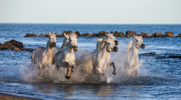 Hästar som galopperar längs havet — Stockfoto