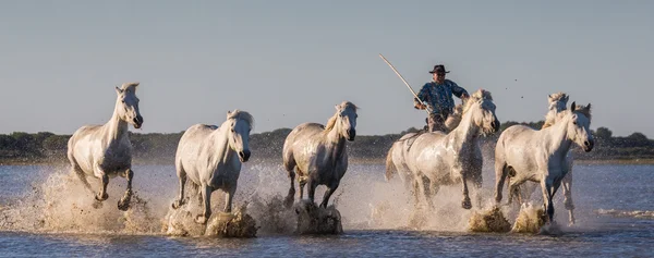 Stádo koní bílých Camargue — Stock fotografie